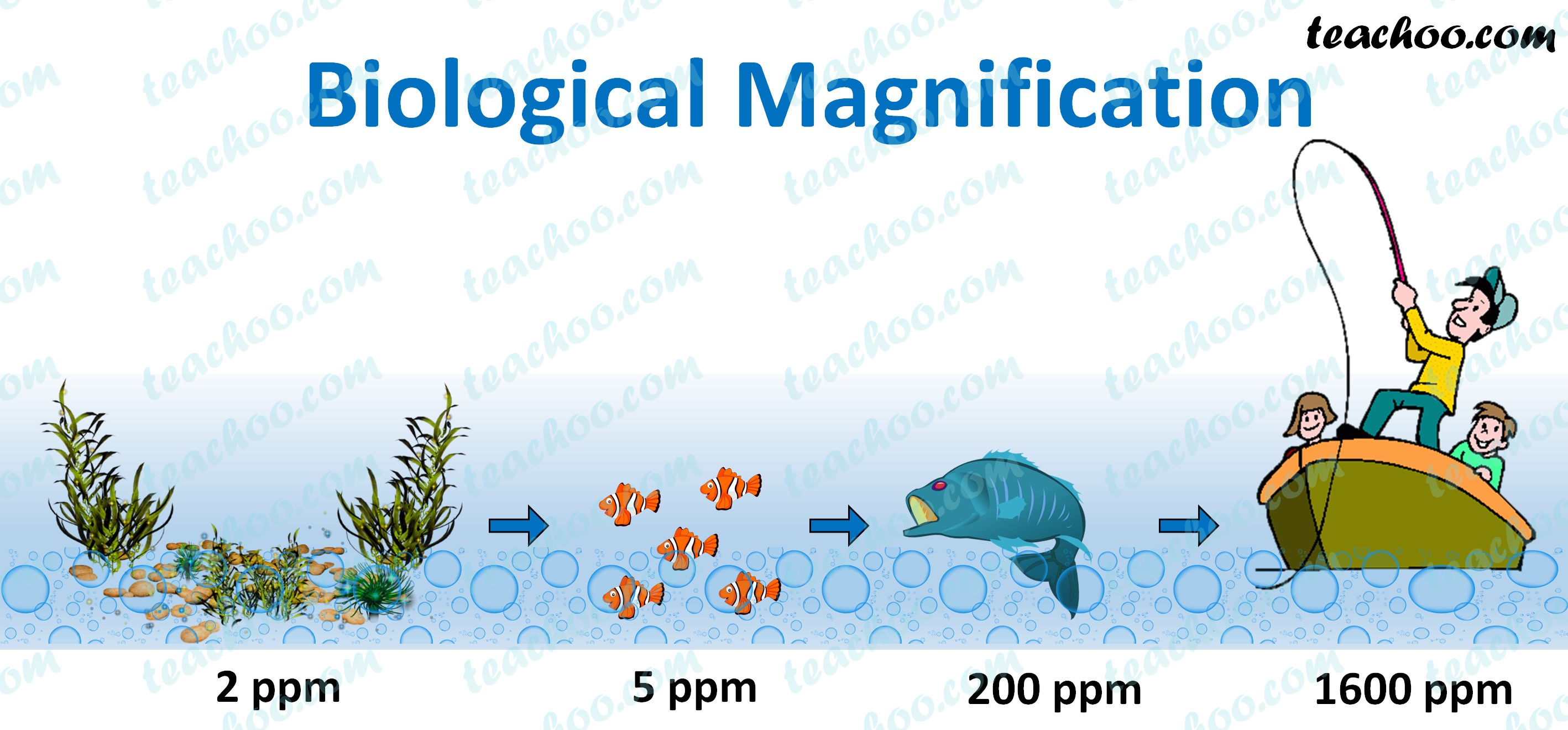 biological-magnification---teachoo.jpg