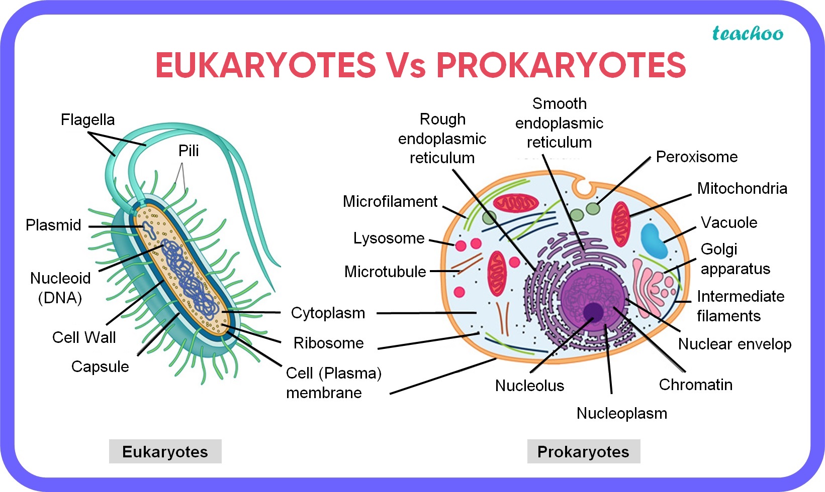 EUKARYOTES Vs PROKARYOTES.jpg