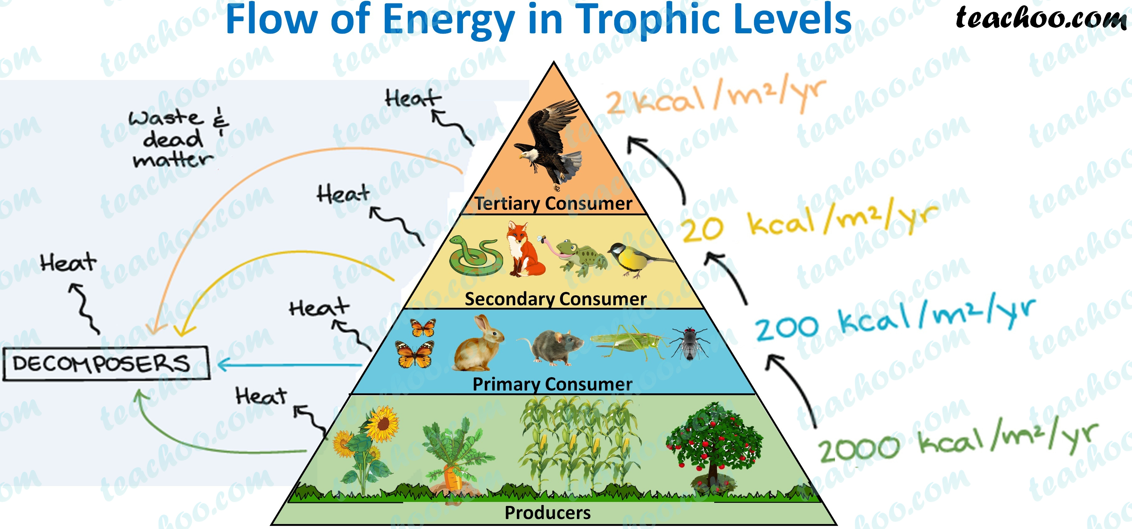 Trophic Level - Definition, Examples, Energy Transfer - Teachoo