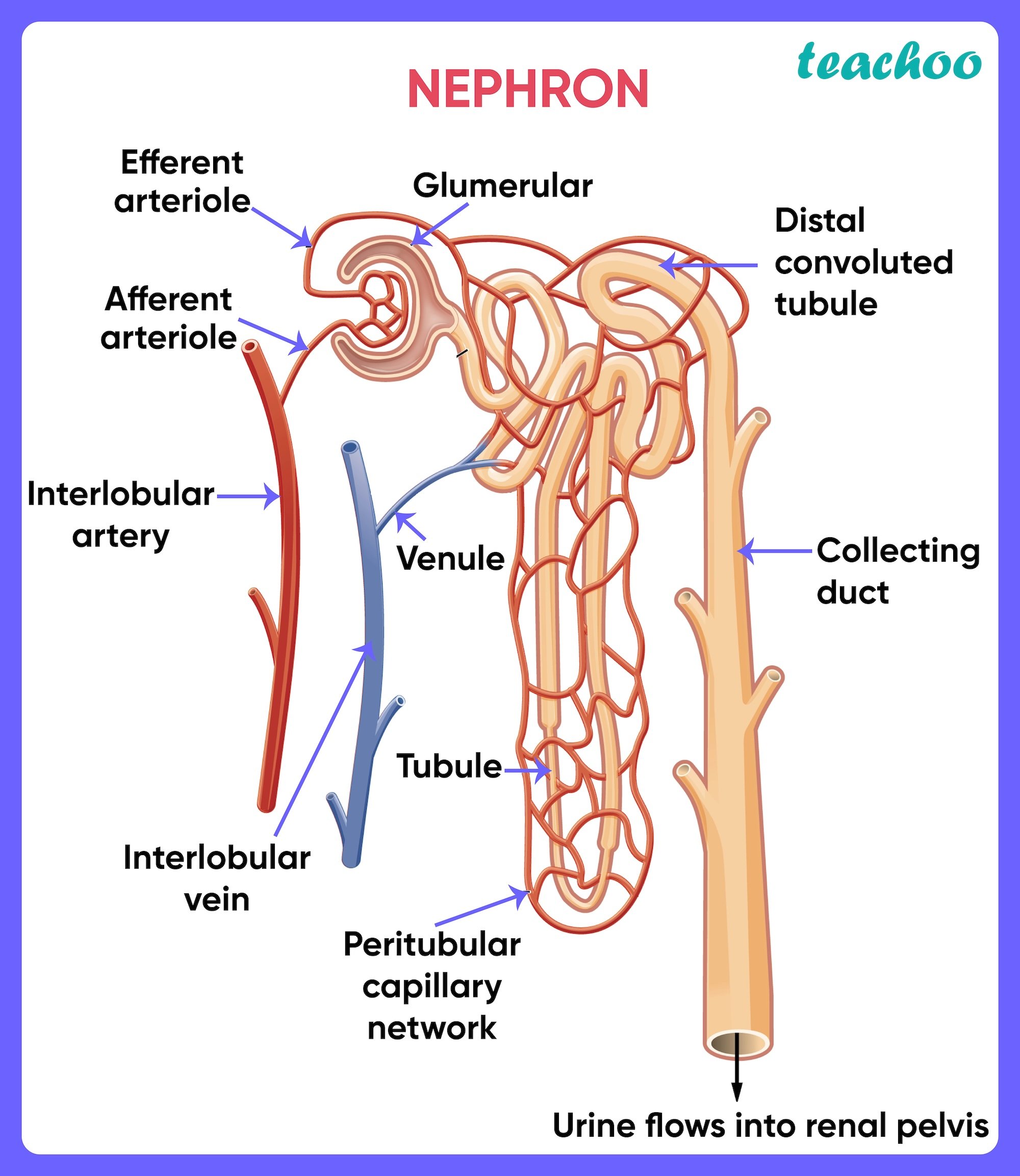 Nephron - Teachoo.jpg