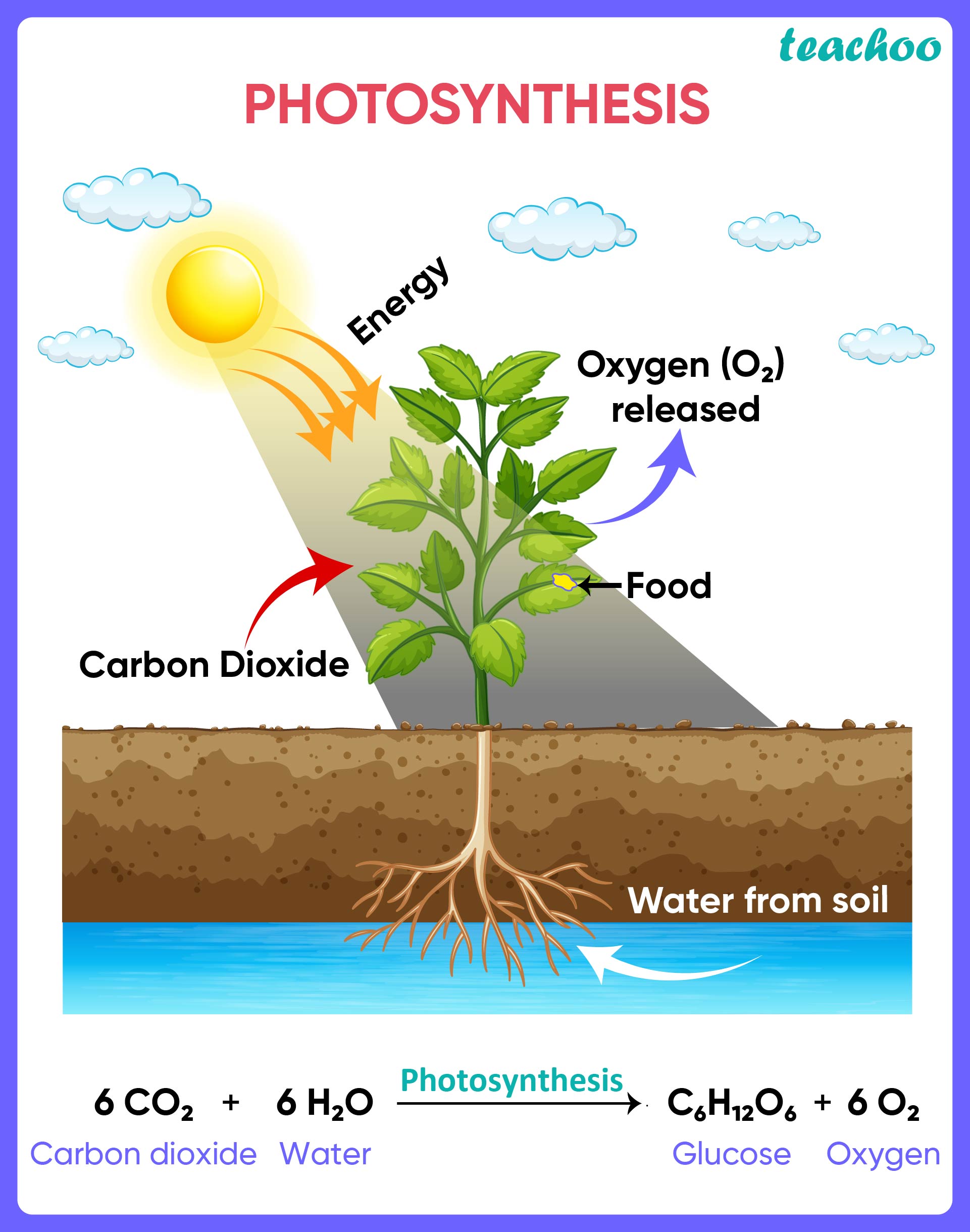 Photosynthesis - Teachoo.jpg