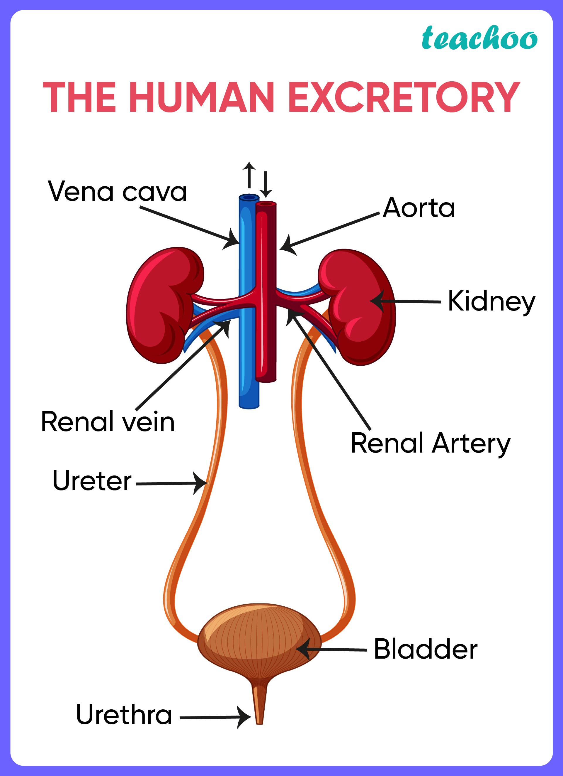 The Human Excretory System - Teachoo.jpg