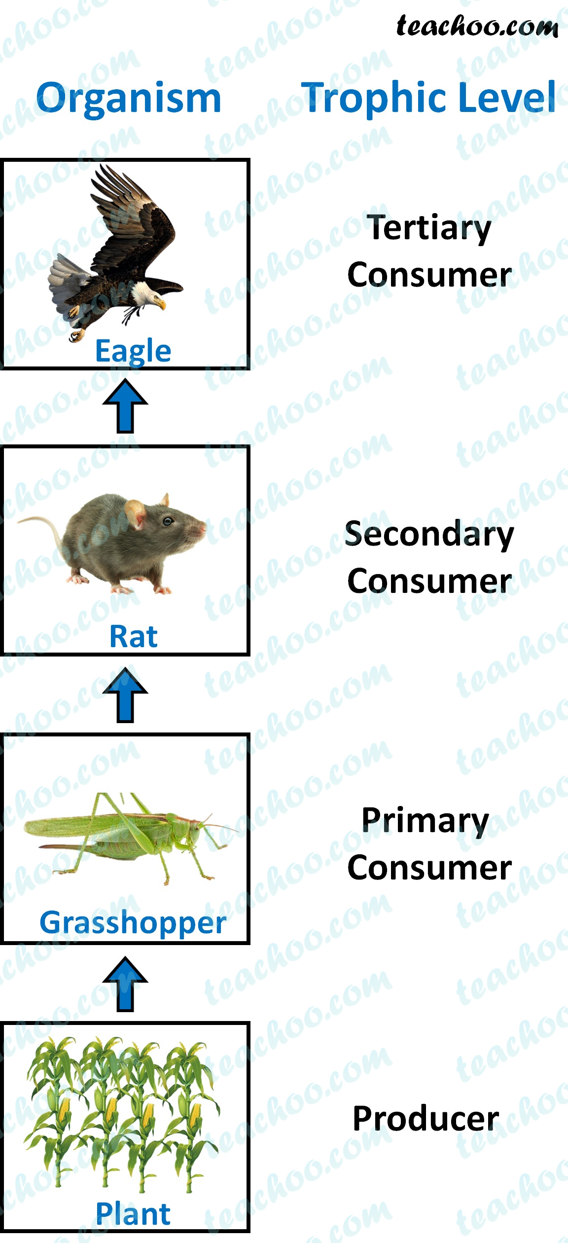 trophic-level-definition---teachoo.jpg