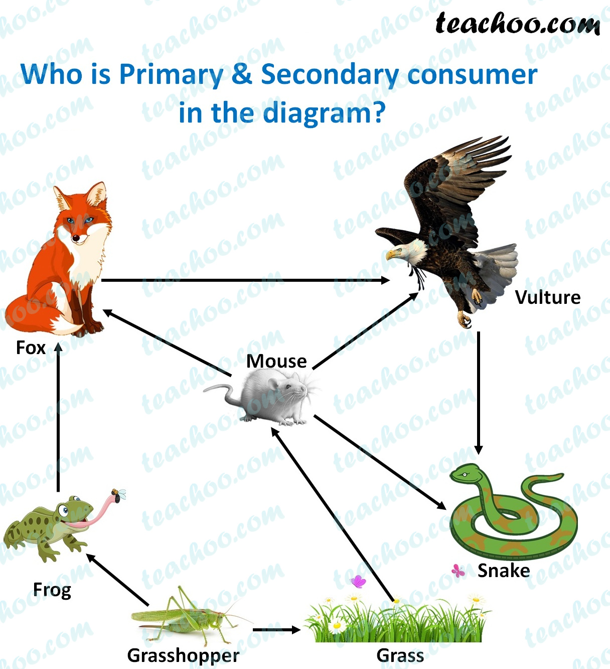 who-are-primary-&-secondary-consumers-in-this-diagram---teachoo.jpg